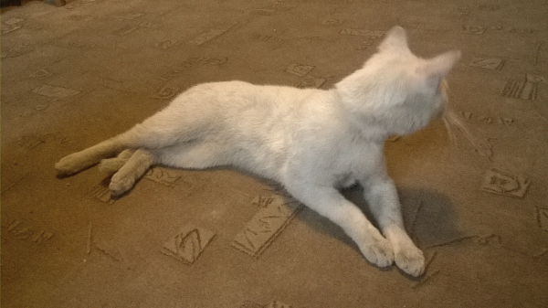 WP_20140826_014