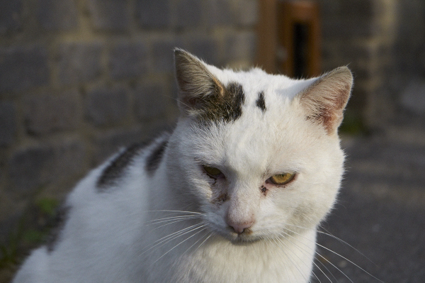 DSC_0205-1