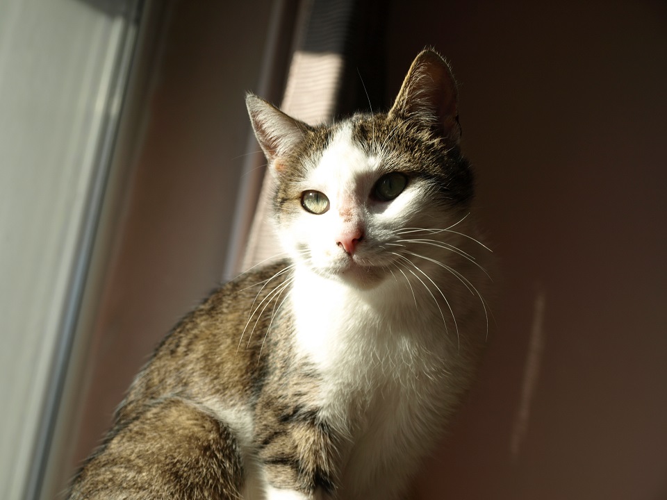 fifka-045