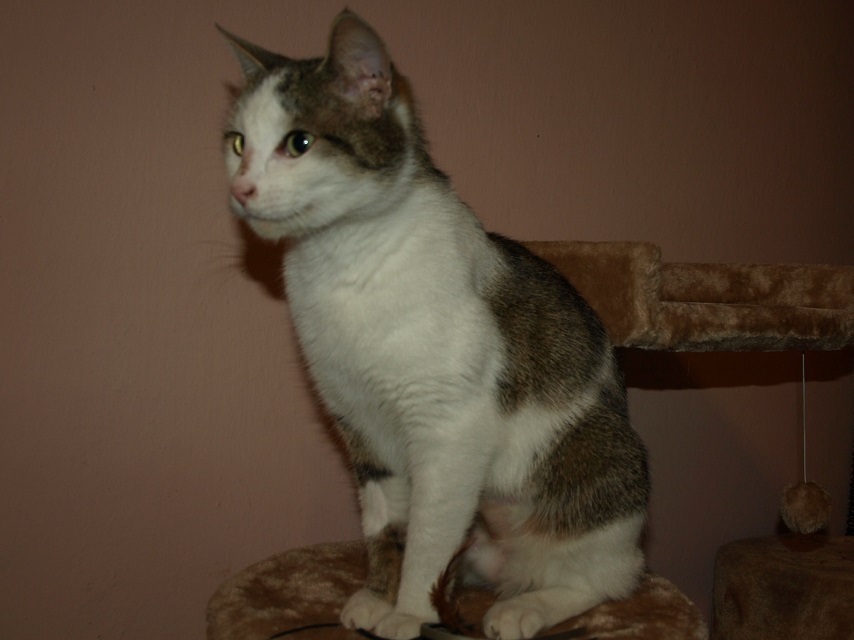 fifka-054