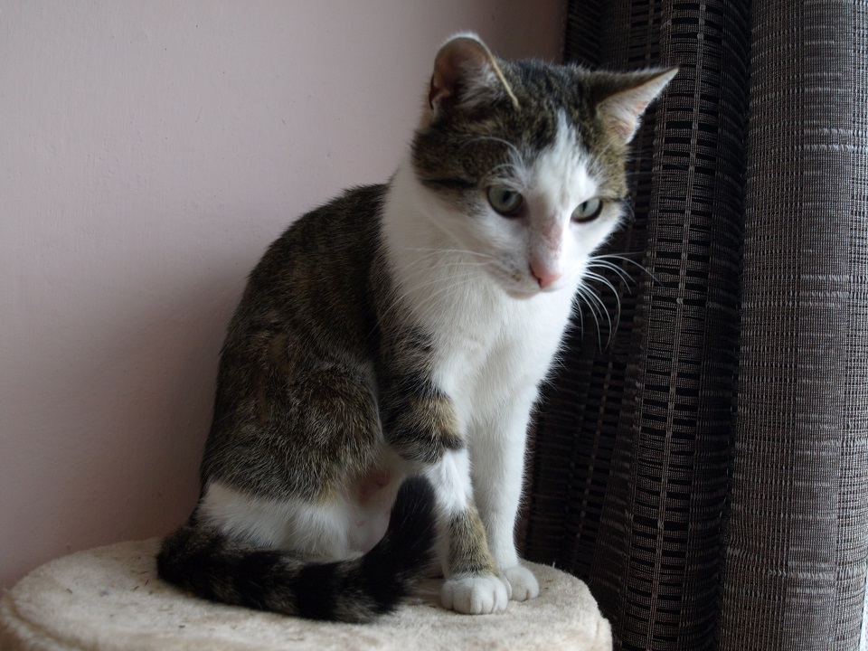 fifka-064