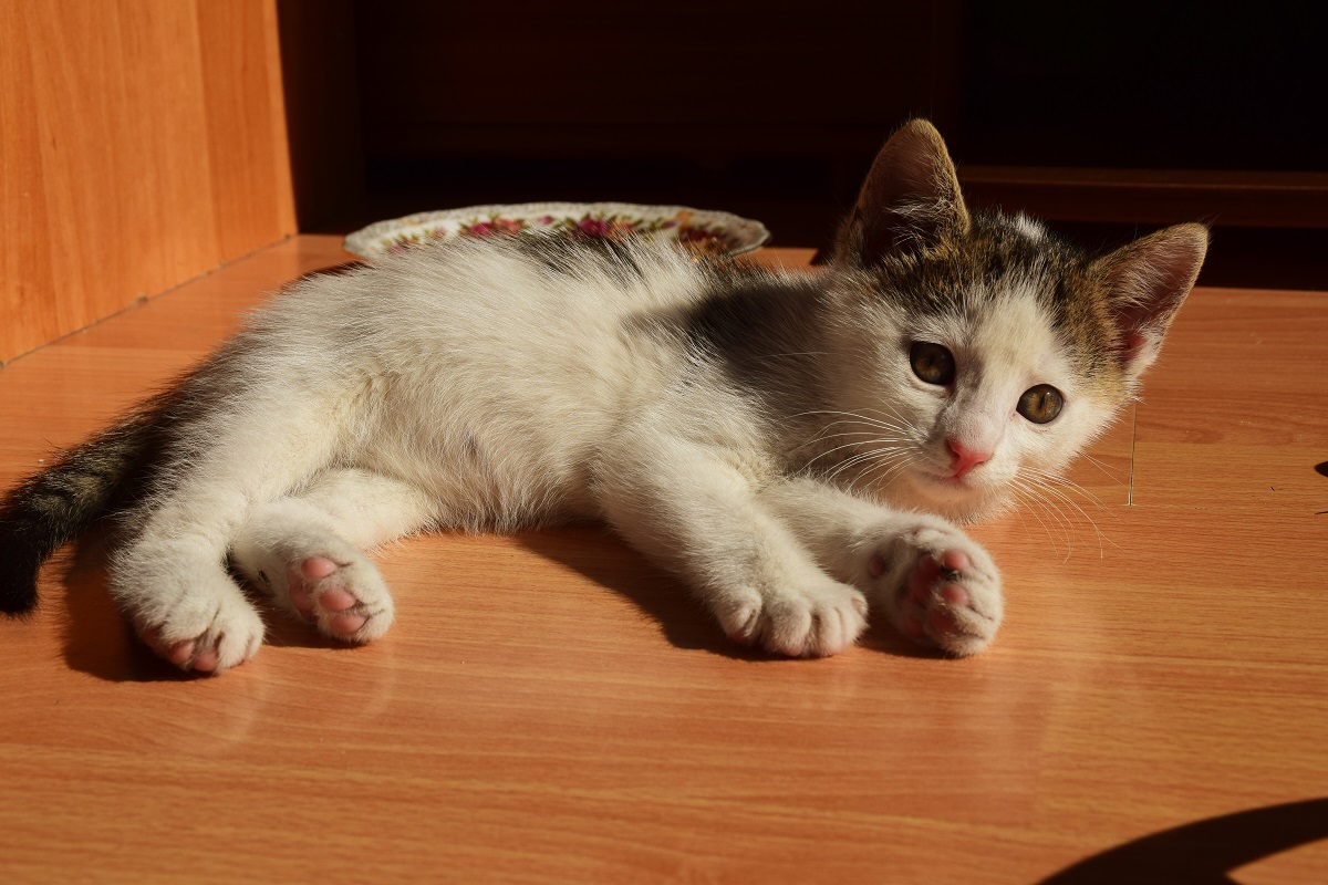 Kicia1